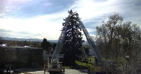 Tallest Christmas Tree In Colorado Will Light Up Thursday Evening Cbs