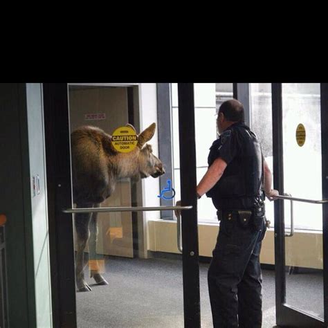 We are a premium pet care provider, offering one of a kind care for your four legged family members. Moose trying to get into Providence Alaska Medical Center ...