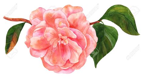Maybe you would like to learn more about one of these? Watercolor drawing of tender pink camellia flower in bloom ...