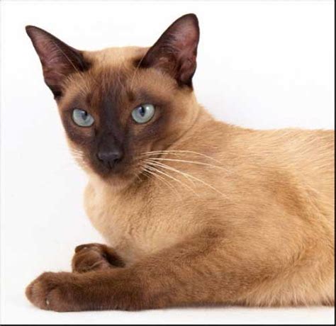 Our sable burmese is genetically a black cat. The Tonkinese Cat Breed