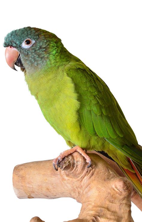 Blue Crowned Conure Babies For Sale The Animal Store