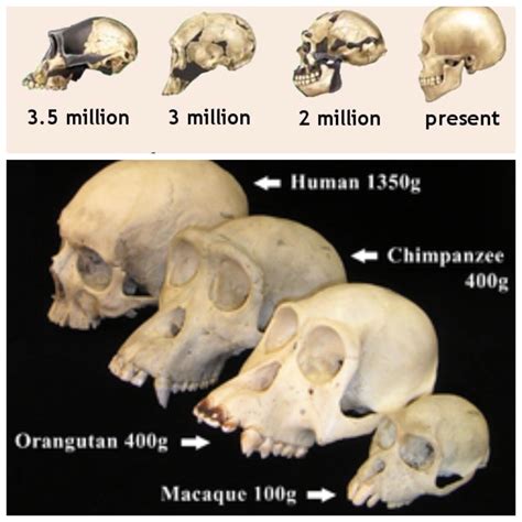 Sculls Of Primates Vs Skulls Of Humans Spot The Similarities Or