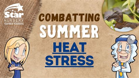 Combatting Summer Heat Stress YouTube