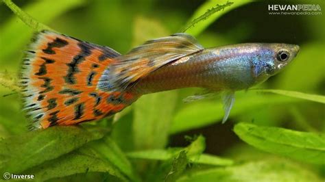 Jeda berfungsi untuk memberikan kesempatan pada pencernaan ikan untuk beristirhat sejenak. 5 Jenis Makanan yang Cocok untuk Ikan Guppy - Hewanpedia