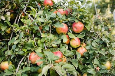 Apple valley is an incorporated town in the victor valley of san bernardino county, in the u.s. Apple Picking in Julian, California