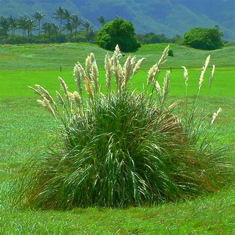 X White Alba Cortaderia Selloana Pampas Grass Pumila Tall Feathery