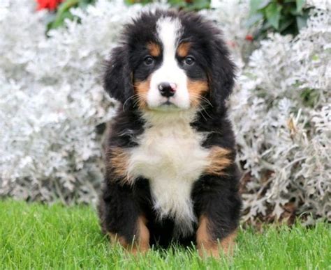 Most trusted source of mini bernedoodle puppies for sale. Bernedoodle - Mini Puppies For Sale | Puppy Adoption ...
