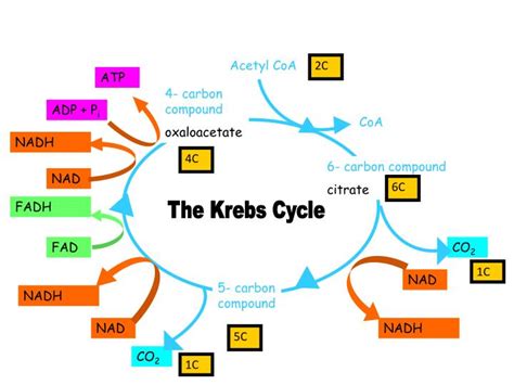 It is also a major constituent of fossil fuels such as coal, petroleum. PPT - Krebs Cycle PowerPoint Presentation - ID:5729846