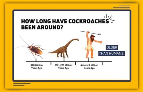 10 Interesting Cockroach Facts That Will Amaze You Pestweek