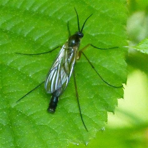 The ones that claim to use your houses circuitry to transmit the ultrasonic signal are. How to Get Rid of Fungus Gnats on Houseplants