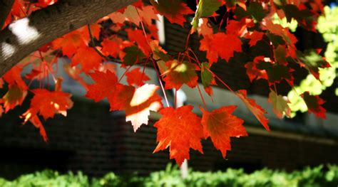 Autumn Leafs Tree 350 Fall Leaves Pictures Hq Download Free Images On