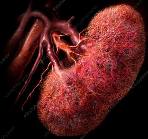 Human Kidney Stock Image C0436348 Science Photo Library