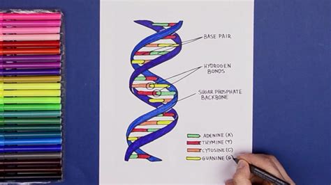 How To Draw Structure Of DNA YouTube