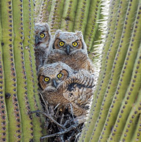Great Horned Owl Bubo Virginianus Chicks Nesting In Saguaro Cactus