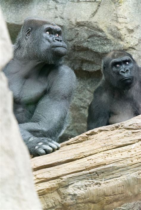 Gorilla Odd Couple Enjoyed Their Expressions Here Eric Kilby Flickr