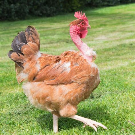 Naked Neck Chicken Gallus gallus domesticus ANİMAL LİBRARY