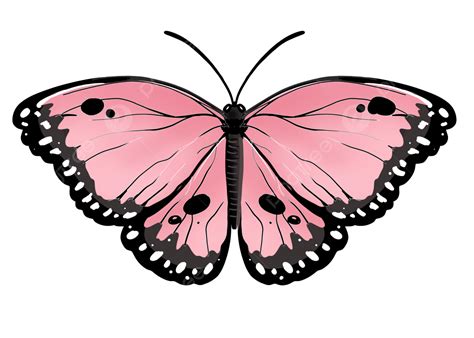 Butterfly Silhouette Symmetry Png Clipart Royalty Fre