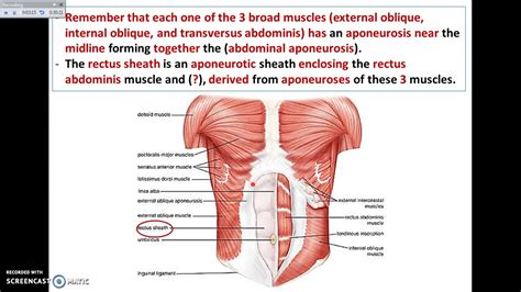 Anatomy Overview Of Abdomen 3 The Rectus Sheath Youtube