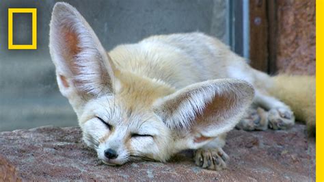 Fennec Foxes Why Are Their Ears So Big National Geographic Youtube