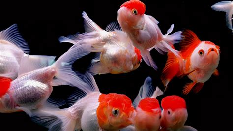 Goldfish 4k Hd Wallpapers Backgrounds