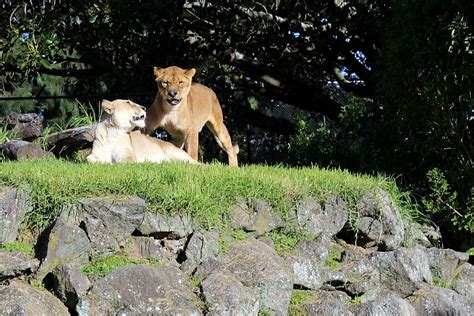 Lion Lions Couple Zoo Grass Animal Mammal Animal Themes