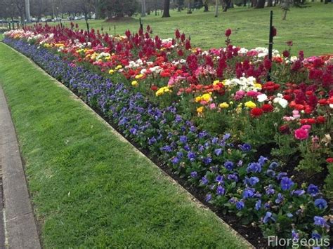 Annual Vs Perennial Differences Examples And Growing Tips Florgeous