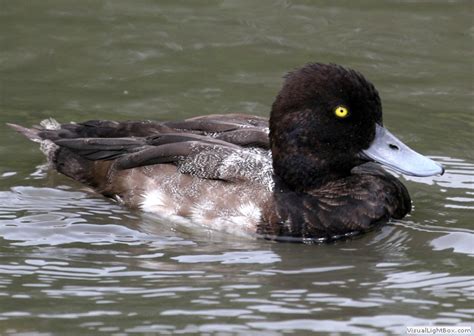 Identify Lesser Scaup Wildfowl Photography