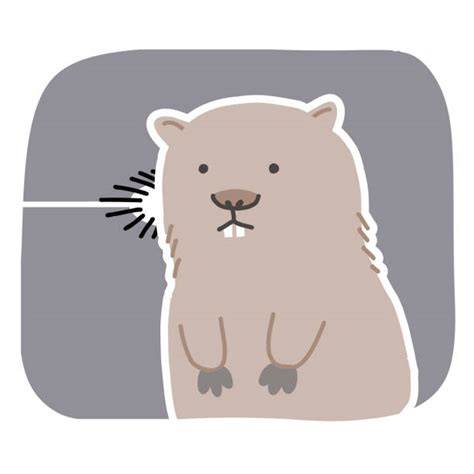 Pictures Of Wombats Illustrations Royalty Free Vector Graphics And Clip