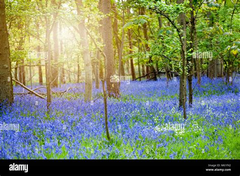 Beautiful Bluebell Woods In The Spring Sunshine English Bluebell
