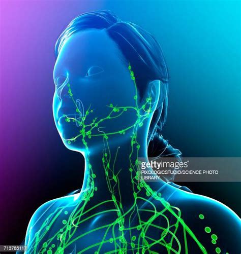 Lymph Nodes Anatomy Photos And Premium High Res Pictures Getty Images