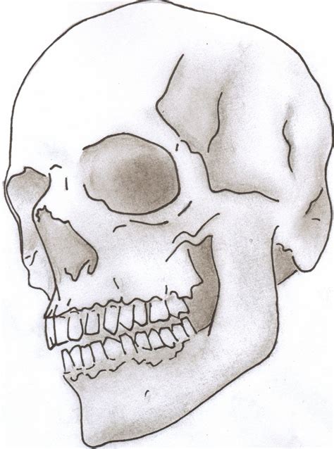 Human Skull Line Drawing At Paintingvalley Com Explore Collection Of Human Skull Line Drawing
