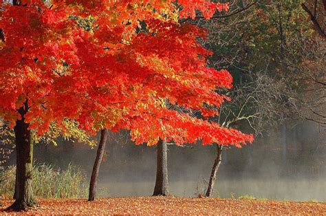 Forever Fall Photograph By Monica Lewis Fine Art America