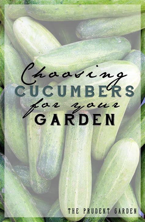 Choosing Cucumbers For Your Garden