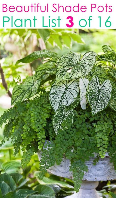 Create Beautiful Shade Garden Pots With Easy Shade Loving Plants