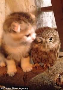 Read this article to learn if do owls attack cats! Fuku the owl and Marimo the cat who really DID become best ...