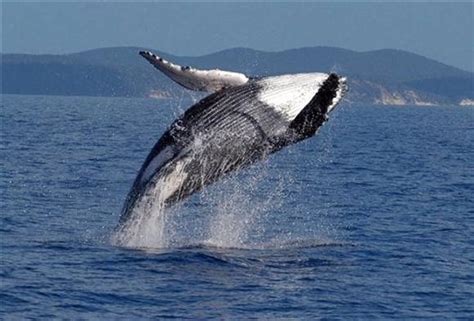 humpback whale shows amazing appreciation after being freed from nets transition consciousness