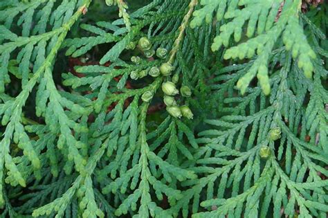 How To Plant And Grow Juniper Shrubs Gardeners Path