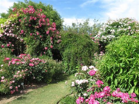 Le Jardin De Morailles Et Sa Collection De Roses Anciennes à Visiter à