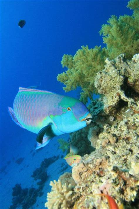 21 free images of parrot fish. Parrot Fish - Animal Facts and Information