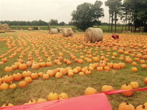 We Found The Best Pumpkin Farms To Visit This Fall Pumpkin Farm