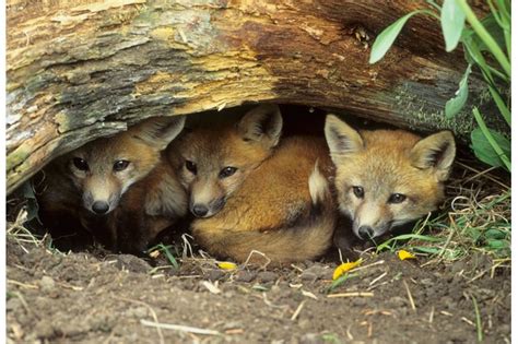 How To Identify Animal Holes Discover Wildlife