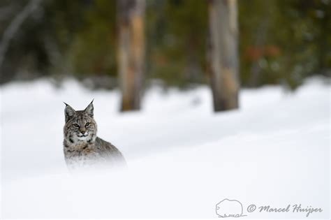 Marcel Huijser Photography Rocky Mountain Wildlife Bobcat Lynx