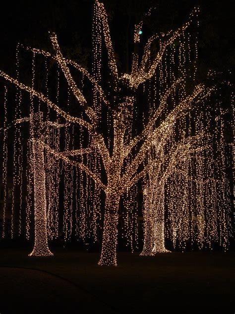 Christmas Lights On Outside Trees Photos