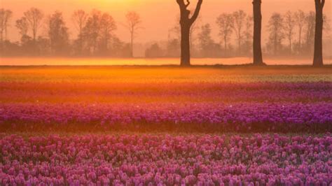 Bing Image Celebrating The First Day Of Spring Bing Wallpaper Gallery
