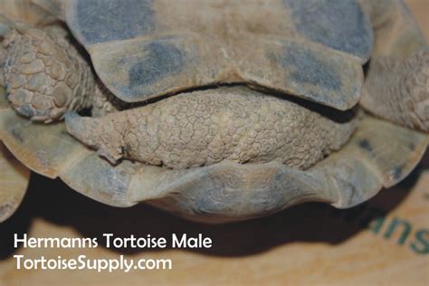 Sexing Your Tortoise How To Determine The Sex Of Your Tortoise Tortoise Tail Photos
