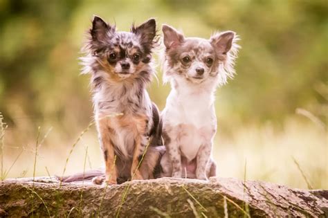 Chihuahua Blue Merle Caracteristicas Como Cuidar E Fotos Mundo Ecologia