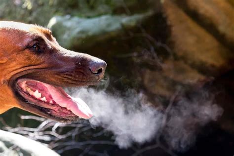 Dog Breath Bad Breath Isnt Actually Normal For Healthy Dogs The