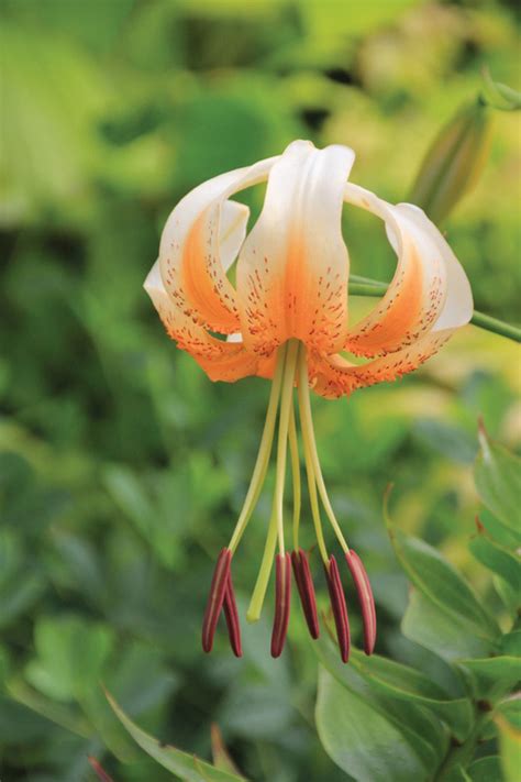 Lilium Lady Alice Species Lily Brent And Beckys Bulbs In 2022
