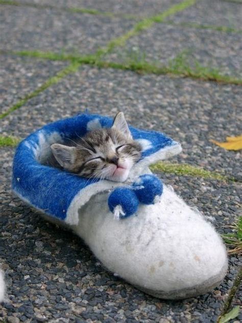 55 Best Cute Things Sleeping Images On Pinterest
