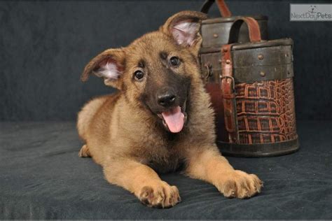 Bonnie German Shepherd Puppy For Sale Near Springfield Missouri